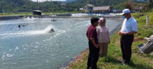 Sumatera Barat Menatap Usaha Tambak Udang, Tingkatkan Perekonomian Daerah