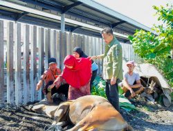 H Beny Saswin Nasrun Bagikan 1000 Paket Daging Qurban Kepada Masyarakat Lubuk Alung